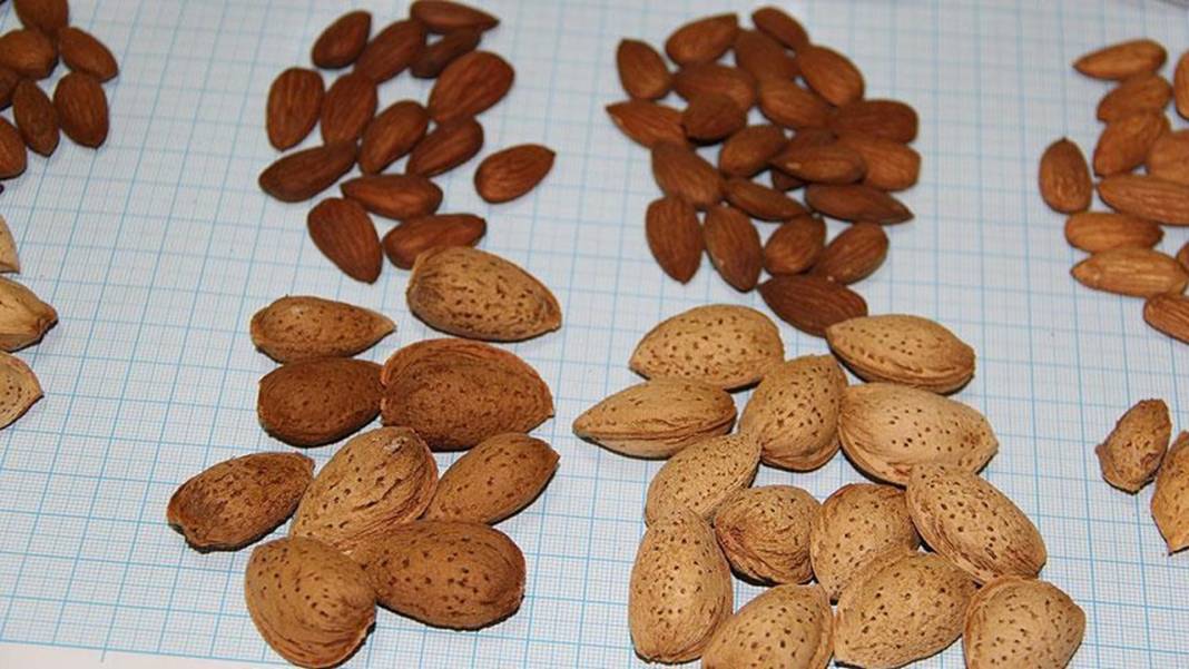 En faydalı kuruyemişler listesi değişti: İlk 3 şaşırtıyor 10